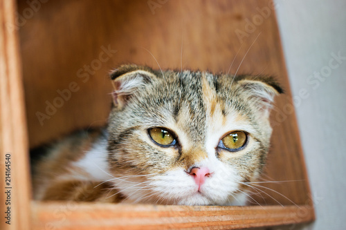 Close up Scottish Fold cat in a wood box. © Arkom