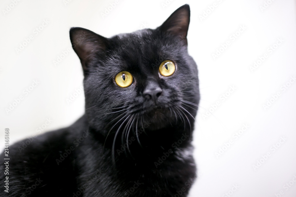 A black domestic shorthair cat with bright yellow eyes A black domestic shorthair cat with bright yellow eyes