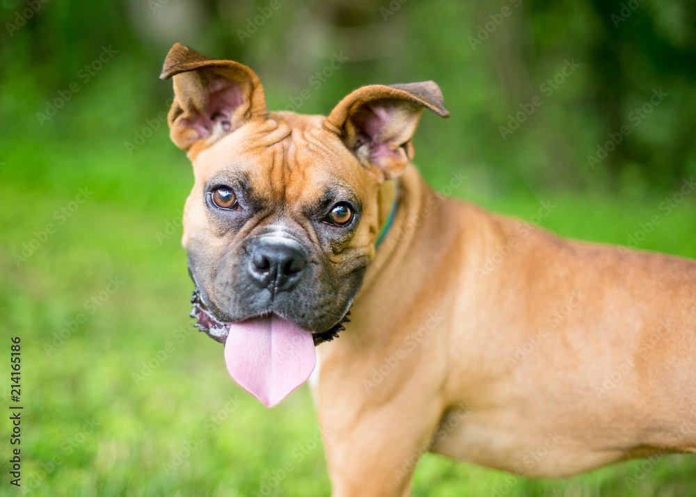 A Boxer mixed breed dog with a happy expression