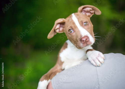 A cute red and white puppy looking over a person's shoulder