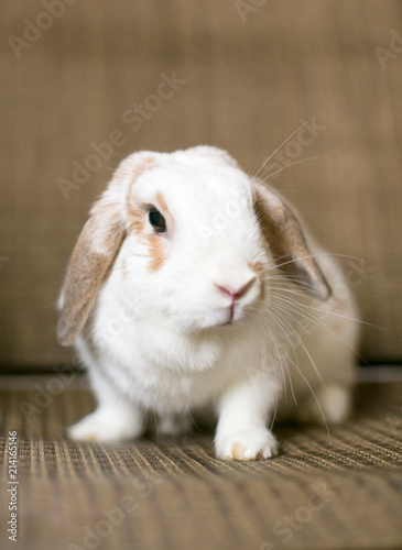 A brown and white Holland Lop Eared rabbit © Mary Swift