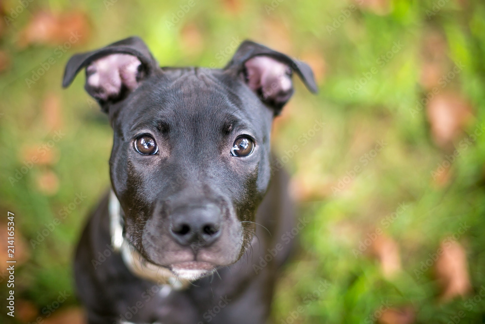 A black Pit Bull Terrier mixed breed puppy looking up A black Pit Bull Terrier mixed breed puppy looking up