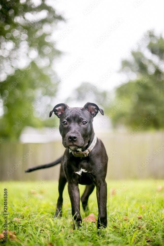 A black Pit Bull Terrier mixed breed puppy