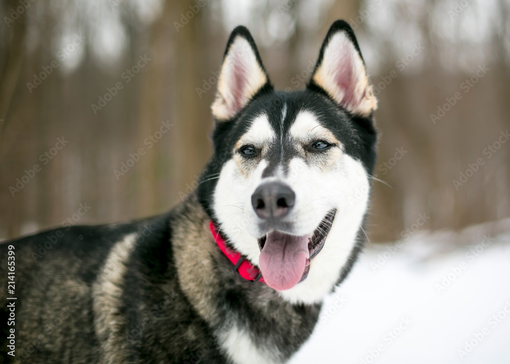 A Siberian Husky/Malamute mixed breed dog outdoors in the snow