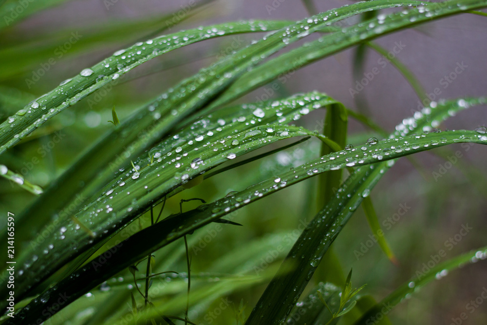 Naklejka premium water drops on grass after rain
