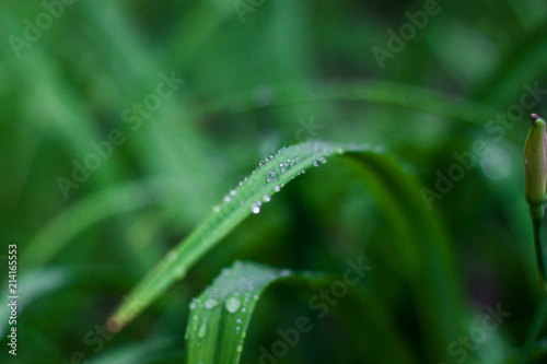 water drops on grass after rain