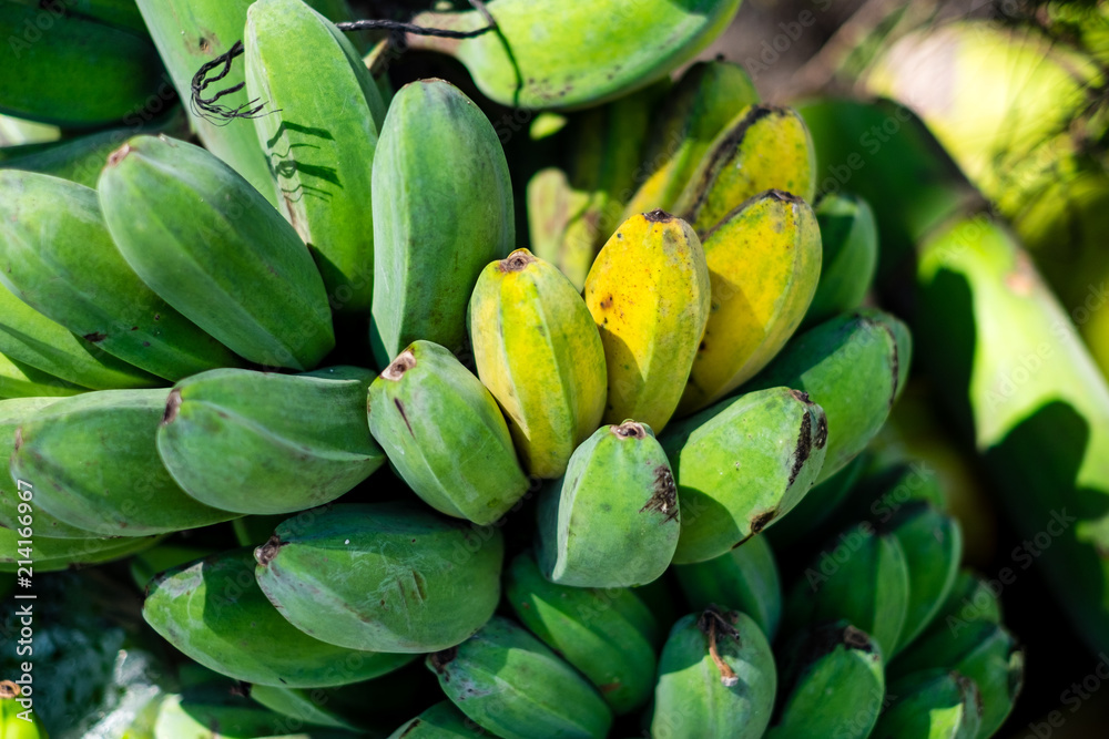 Freshly picked organic apple or cooking banana which can be both eaten as raw or cooked, fried, or barbecued. Selective focus. Copy space. Freshly picked organic apple or cooking banana which can be both eaten as raw or cooked, fried, or barbecued. Selective focus. Copy space.