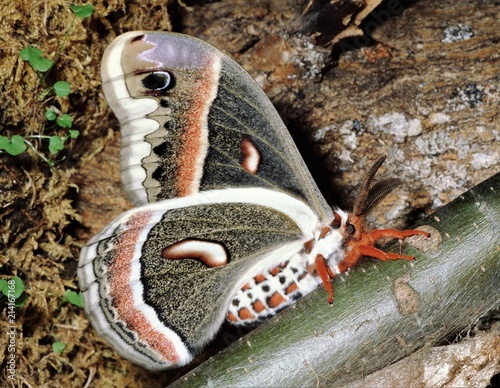 Cecropia Moth (Hyalophora Cecropia) photo