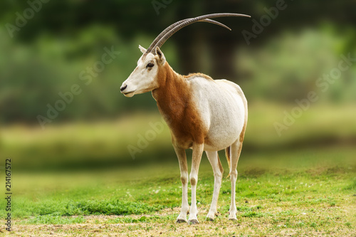 Scimitar horned oryx animal in zoo or farm. photo