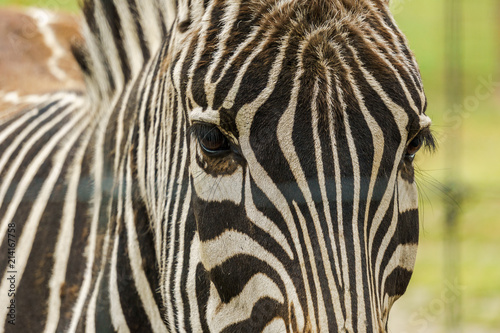 Stallion Grant s zebra closeup head on green background.