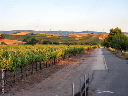Vineyard  and bike trail at sunset in Livermore Wine Country, California photo
