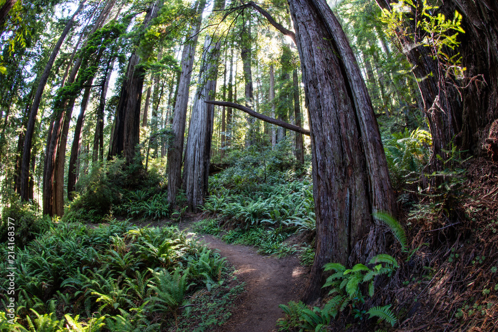 Obraz premium Trail Running Through Redwood National Park, California