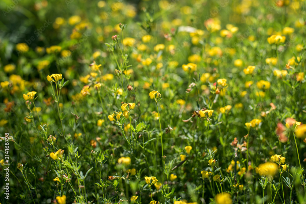 field flowers