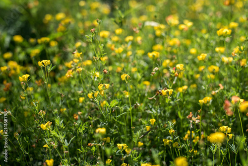 field flowers © Landon