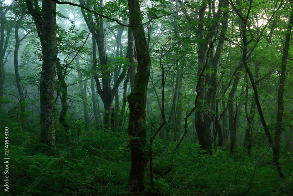 Obraz premium 霧に包まれる森