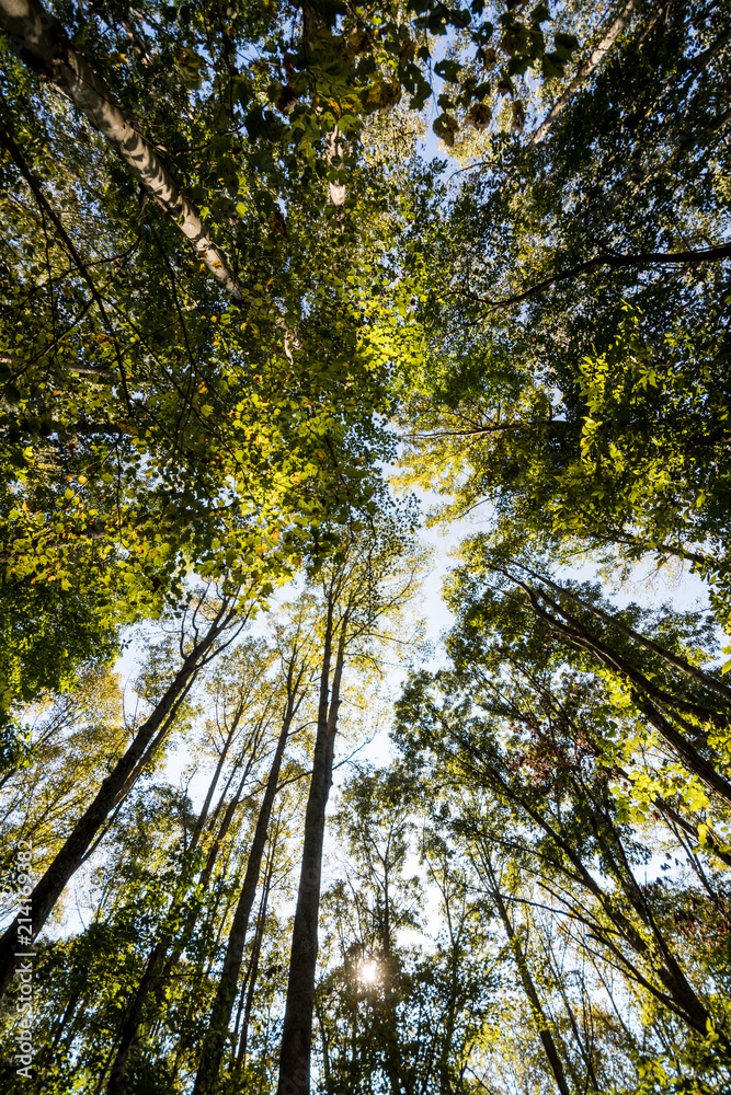 Fototapeta premium looking straight up at trees