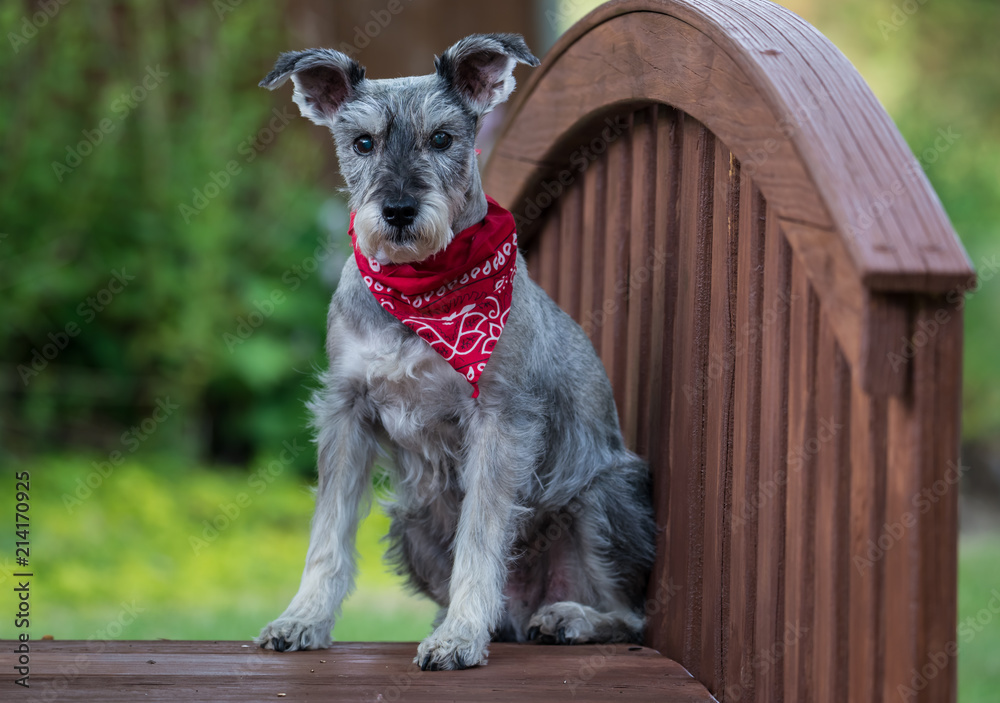 Schnauzer scarf cheap