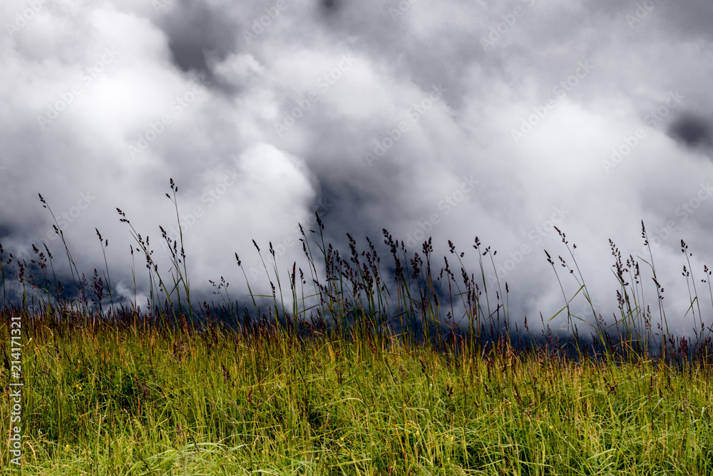 Tall green meadow grass in a field with heavy dark clouds