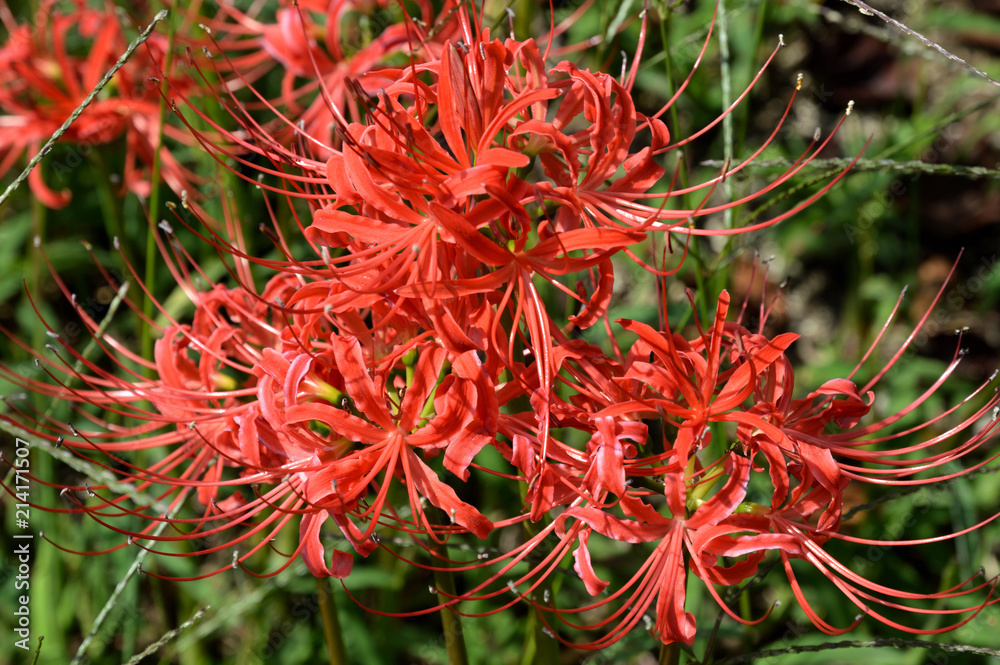 曼殊沙華 曼殊沙華