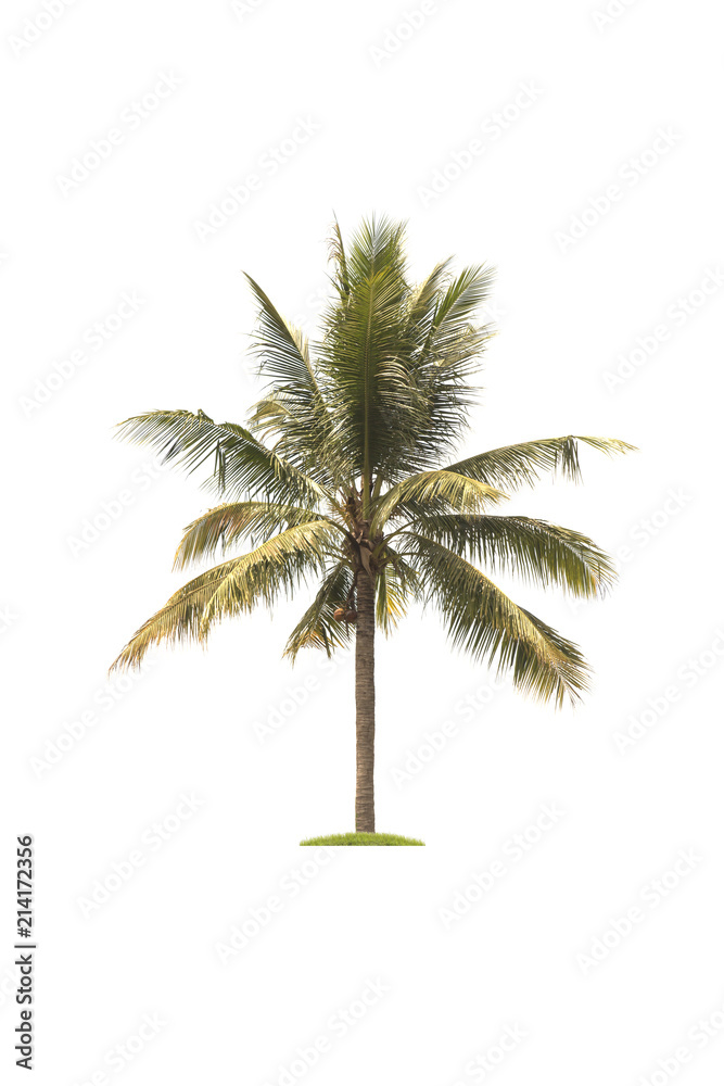 Coconut tree isolated on white background.Tree isolated on white background concept.