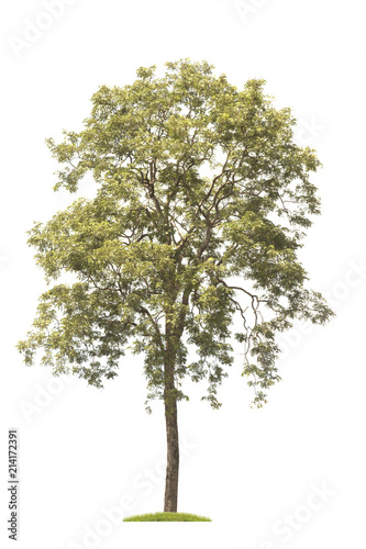 Burma padauk tree on white background.Pterocarpus tree isolated on white background.