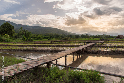 Rice fields have just started to grow. And bamboo is made into bridges  walkways and lounges.