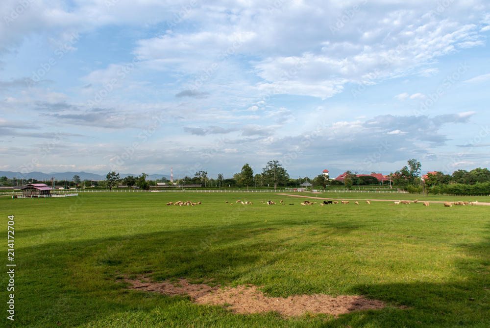 Pasture with a variety of sheep.