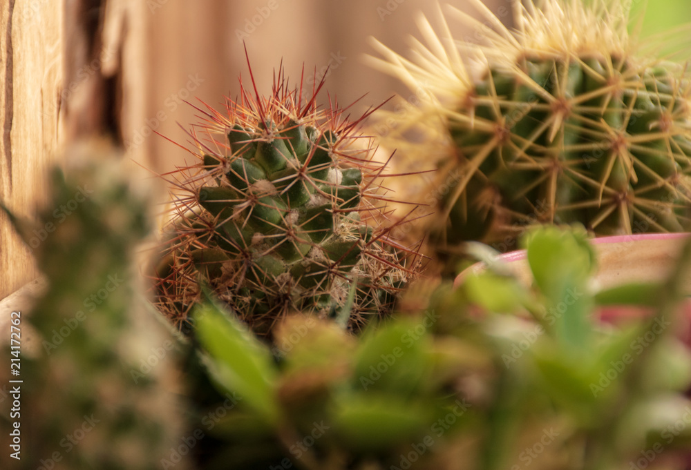 The cactus is in a small pot. Warm sunshine. The cactus is in a small pot. Warm sunshine.