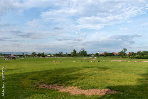 Pasture with a variety of sheep.