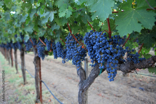 Vineyard, Napa Valley, California photo