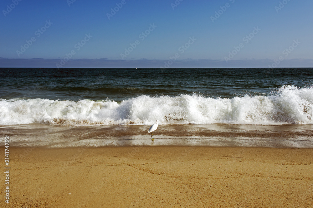 A bird ora  seagull over the waves in the ocean in Malibu, Los Angeles, USA IN SUMMERTIME