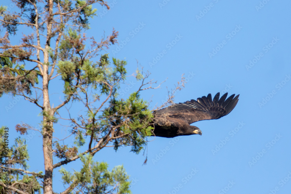 Obraz premium Fledgling