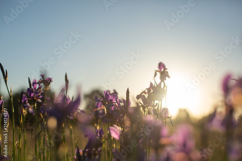 Flowering iris in a field at sunset. Open air.