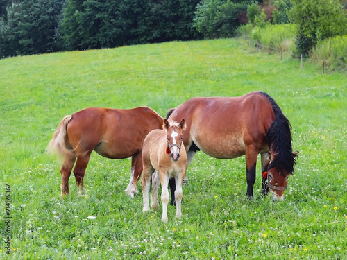 A family of red workhorses grazes on lush green grass. Stallions and adult traction horses. Animal husbandry and farming. Education of the offspring and adulthood. Ecology of production and human help