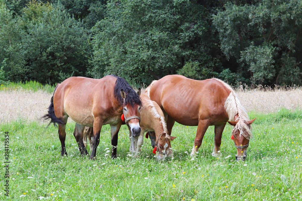 A family of red workhorses grazes on lush green grass. Stallions and adult traction horses. Animal husbandry and farming. Education of the offspring and adulthood. Ecology of production and human help A family of red workhorses grazes on lush green grass. Stallions and adult traction horses. Animal husbandry and farming. Education of the offspring and adulthood. Ecology of production and human help