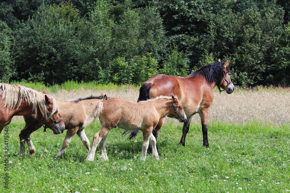 A family of red workhorses grazes on lush green grass. Stallions and adult traction horses. Animal husbandry and farming. Education of the offspring and adulthood. Ecology of production and human help A family of red workhorses grazes on lush green grass. Stallions and adult traction horses. Animal husbandry and farming. Education of the offspring and adulthood. Ecology of production and human help
