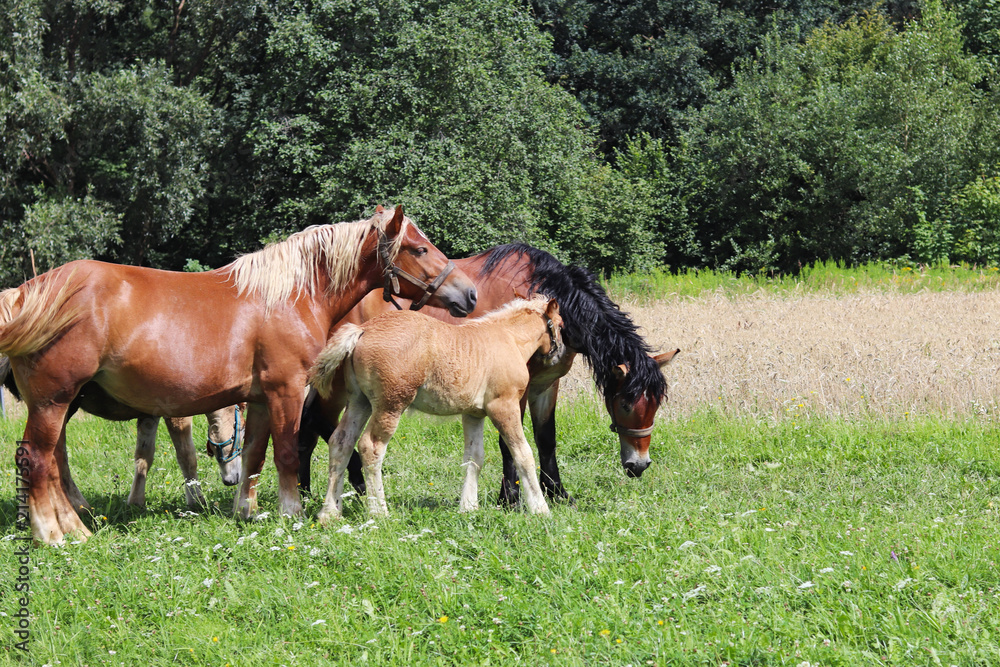 A family of red workhorses grazes on lush green grass. Stallions and adult traction horses. Animal husbandry and farming. Education of the offspring and adulthood. Ecology of production and human help