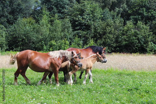 A family of red workhorses grazes on lush green grass. Stallions and adult traction horses. Animal husbandry and farming. Education of the offspring and adulthood. Ecology of production and human help © Xato Lux