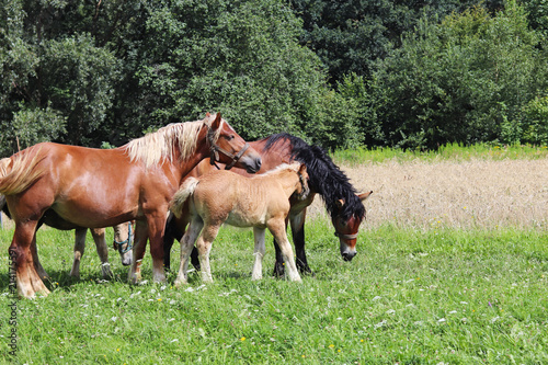 A family of red workhorses grazes on lush green grass. Stallions and adult traction horses. Animal husbandry and farming. Education of the offspring and adulthood. Ecology of production and human help