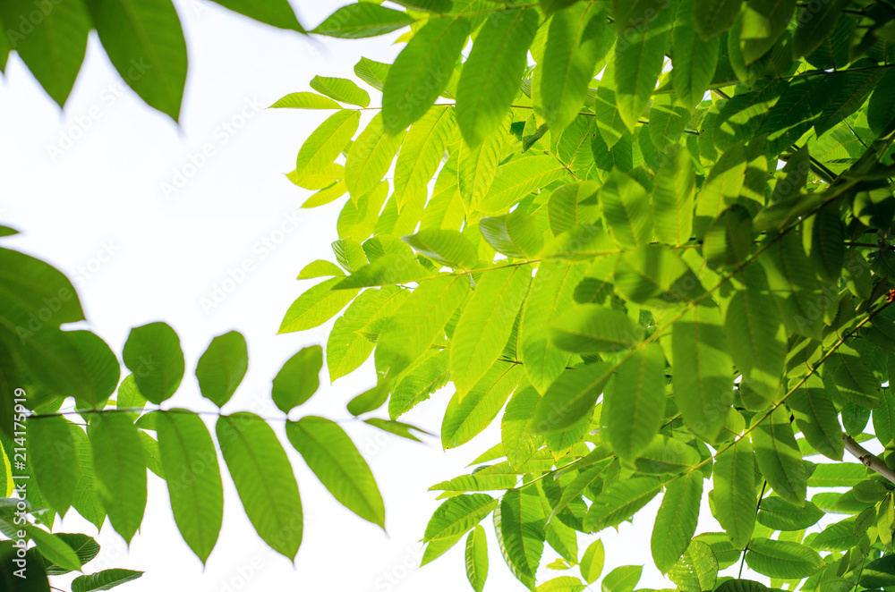 Fototapeta premium the leaves of the walnut tree against the sky