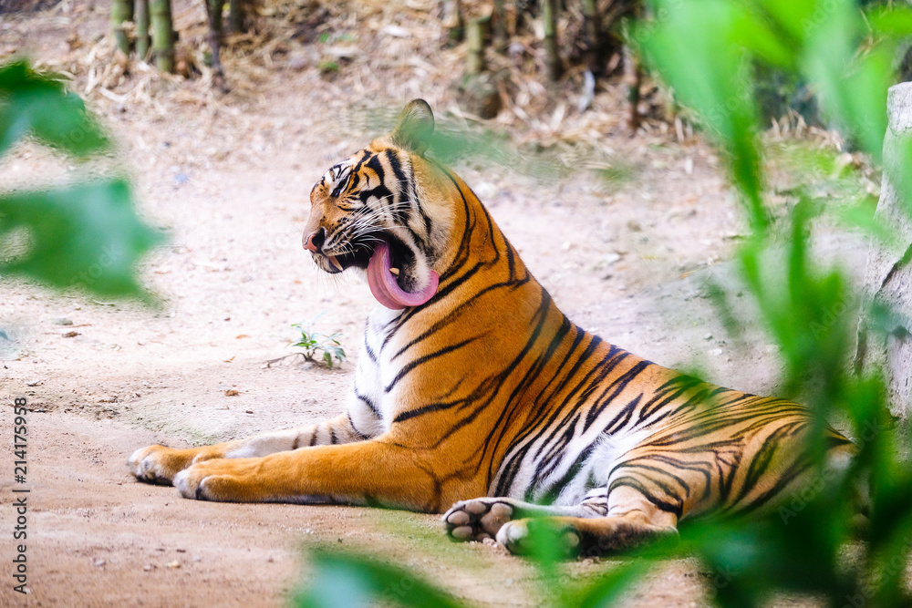 Fototapeta premium Siberian tiger (Panthera tigris altaica), also known as the Amur tiger.