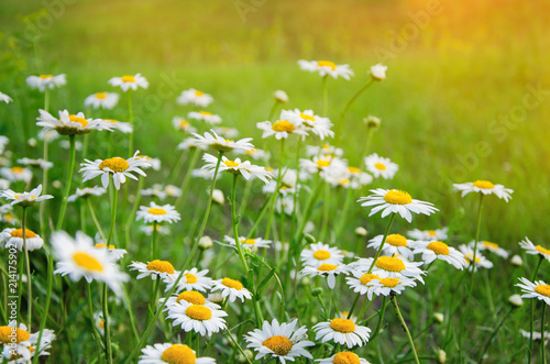 field of chamomile flowers with the sunlight on a summer day