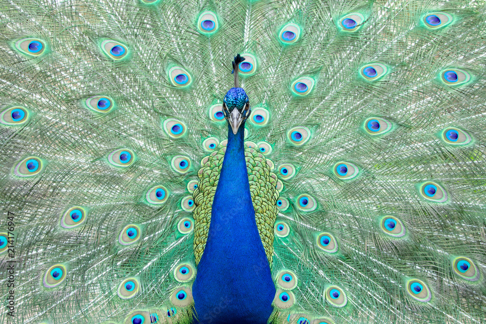 Obraz premium Peacock in full display