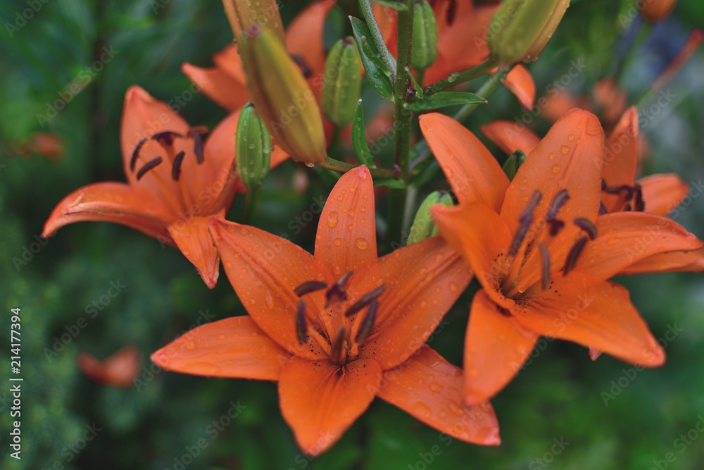 Fototapeta premium close-up of red lily flowers in transparent rain drops on green blurred background