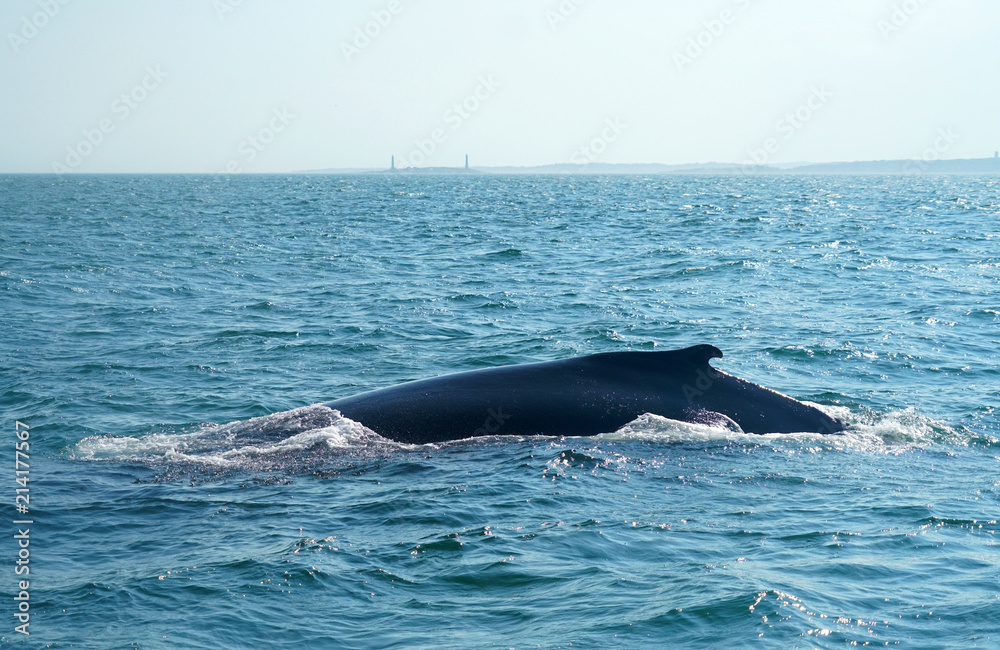 Fototapeta premium close up on the whale in the ocean 
