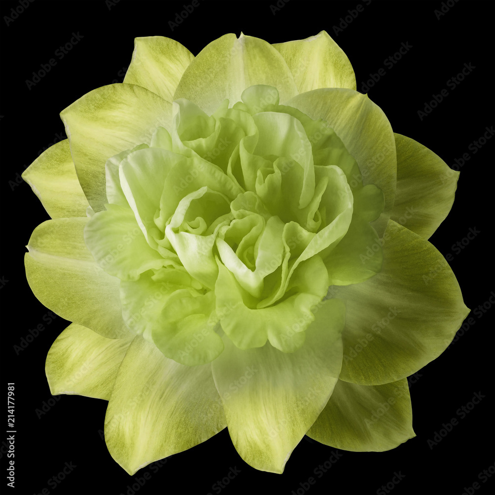 Flower  yellow narcissus on the black isolated background with clipping path  no shadows.  Closeup  For design.  Nature.