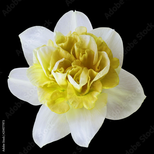 Fototapeta Naklejka Na Ścianę i Meble -  Flower white-yellow  narcissus on the black isolated background with clipping path  no shadows.  Closeup  For design.  Nature.
