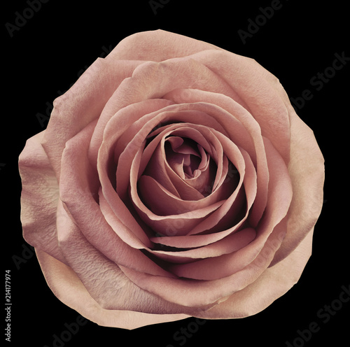 Fototapeta Naklejka Na Ścianę i Meble -  Light pink flower rose  on  black isolated background with clipping path.  no shadows. Closeup.  For design. Nature.