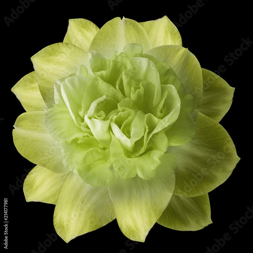 Fototapeta Naklejka Na Ścianę i Meble -  Flower  yellow narcissus on the black isolated background with clipping path  no shadows.  Closeup  For design.  Nature.