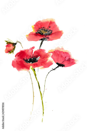 Red poppies on white background, watercolor hand painted, floral art